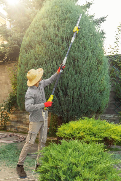 Best Tree Cutting Near Me  in Broad Creek, NC